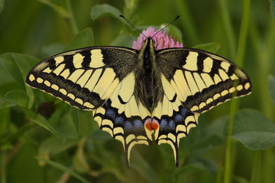 Schwalbenschwanz (Papilio machaon) 