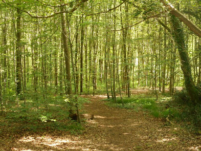 bienfait de la forêt