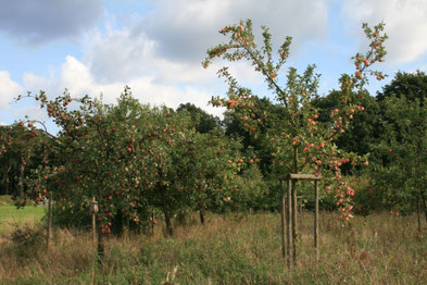Apfelbaumwiese / Bild: Marion Prissok