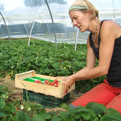 ramassage des fraises © fraise et compagnie