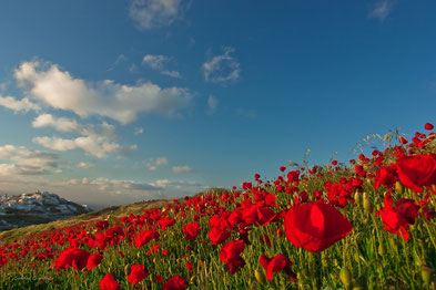 red poppy field in Pirgos