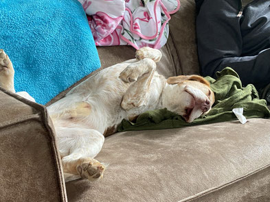 Foto: Bettina Bumb, Harper chillt im Ferienhaus