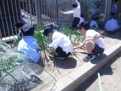 おっきく育つように、おれたちが草を抜くんだ!!