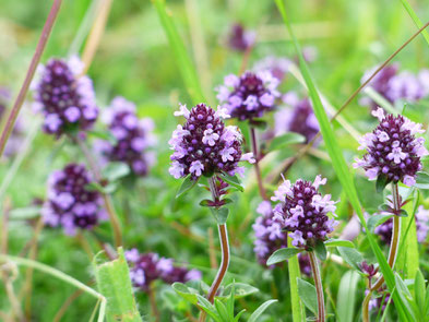 Thymian blühend Küchenkraut