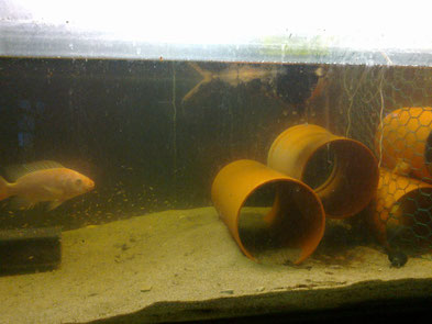 fischzucht - urbanetilapiafischfarms webseite!