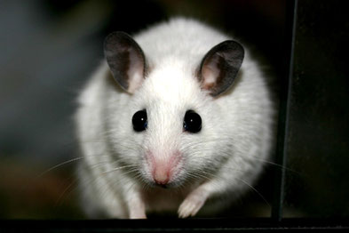 African Soft Furred Rat