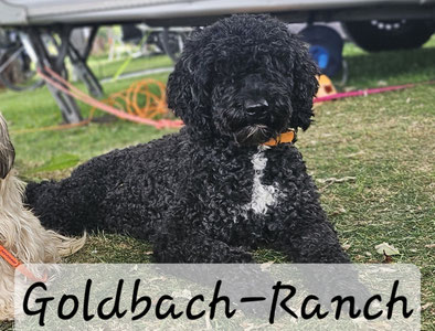 Labradoodle, Goldendoodle, Labrador aus Schweizer Zucht 