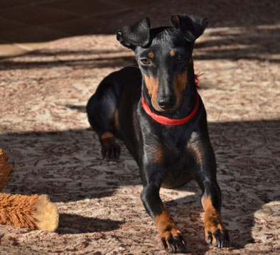 manchester terrier, hund, liegend,