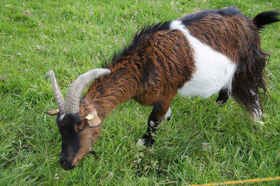 Eine braun-weiß gescheckte Ziege steht im hohen grünen Gras und beißt kräftig zu.