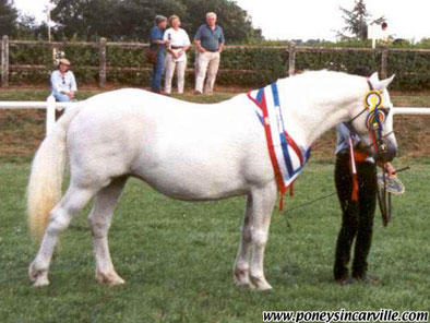 Equinoxe Melody, grande gagnante en concours d'élevage