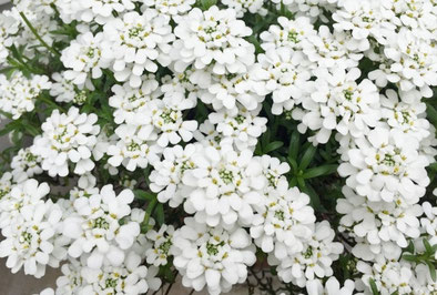 イベリスの花