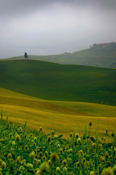 Vertical photo of the Val d'Orcia in June with green and yellow fields and cypress trees at dawn with fog