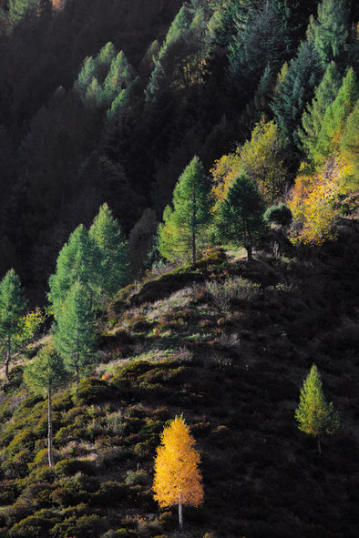 Vertical photo with a yellow larch in the center in autumn on the mountain