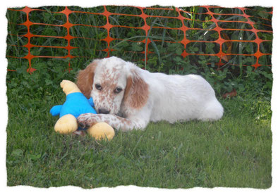 Chiot Setter Anglais à l'école pour chiots à Dax