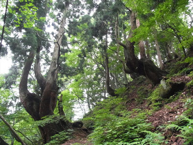 自然と芸術になってる芦生杉