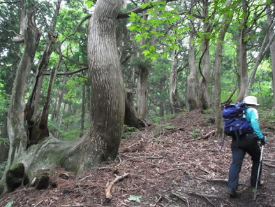 コヤマノ岳に向かって