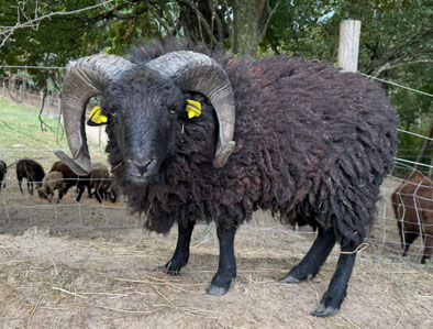 Tierpatenschaft für Juna