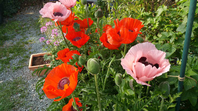 Den Türkischen Mohn in meinem Garten liebe ich besonders.