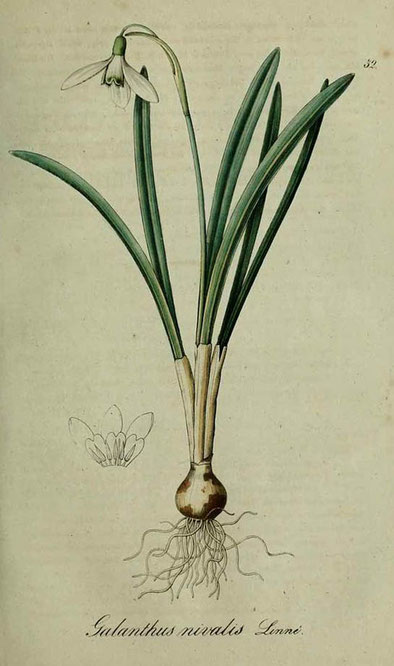 Galanthus nivalis. Incisione colorata a mano di Edward Smith Weddell  in William Curtis: "The Botanical Magazine" 1820