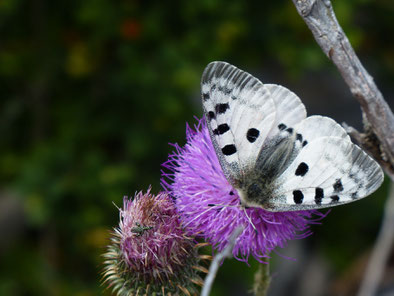 Papillon Semi-Apollon - Rémuzat