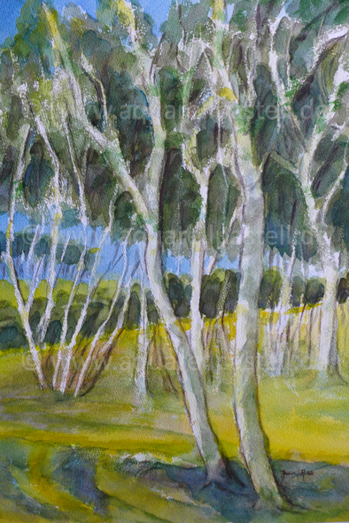 Birken auf dem Darß_Aquarell (48 x 36 cm)