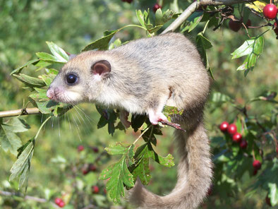 https://hu.wikipedia.org/wiki/F%C3%A1jl:Glis_glis_4058.JPG