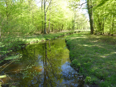 Ein Waldbach im Sonnenlicht