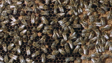 Der Bienenstaat