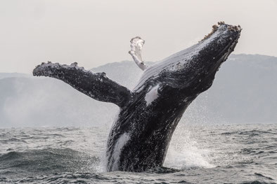 Breaching Humpback whale