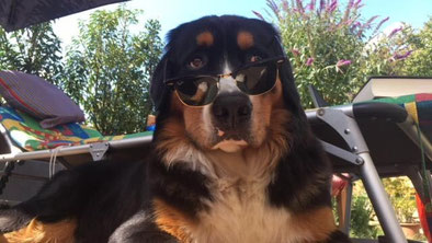 Dexter – Berner Sennenhund