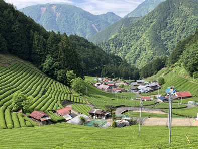 Tea fields and mountain landscapes in rural Shizuoka