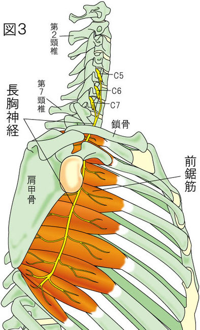 長胸神経　前鋸筋