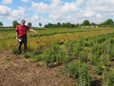Herr Rieger zeigt uns seine Wildpflanzenfelder, Foto: Sophie Wiggenhauser
