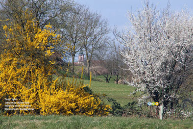 Frühlingsstimmung bei Ettenheim