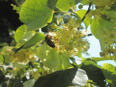 Biene auf Lindenblüten