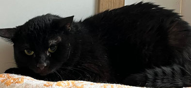Schüchterner Kater Elliot sucht ein neues Zuhause mit Freigang – Tierheim Flensburg