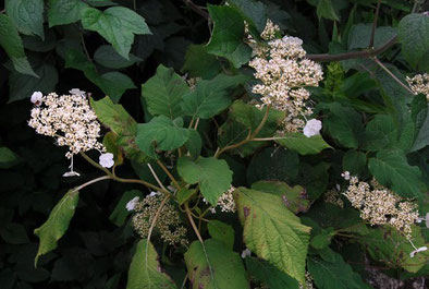 Hydrangea aspera 'Longipes'