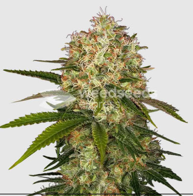 Afhani Autoflower