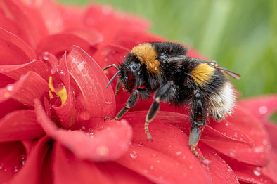 Eine Biene inspiziert eine rosa Blüte; was können wir gegen das Insektensterben tun?