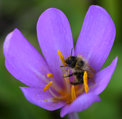 Foto: NABU Büttelborn (or)