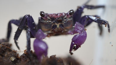 Vampirkrabbe Tricolore Geosesarma