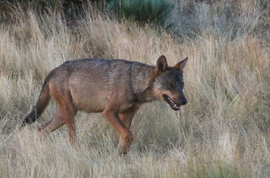 Iberischer Wolf