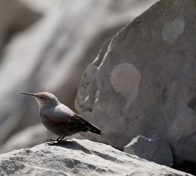 Mauerläufer in den Picos de Europa