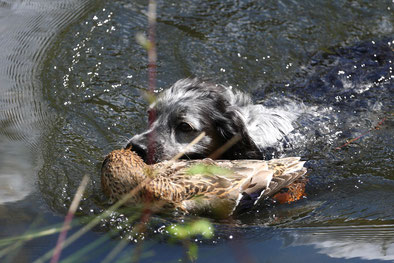 Apportieren einer Ente aus dem Wasser Foto: P. Reinhard