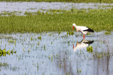 Storch, Foto: Michael Lamberty
