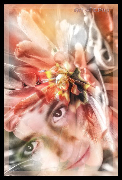 Traumhafte Tulpe. 2015.09.21
