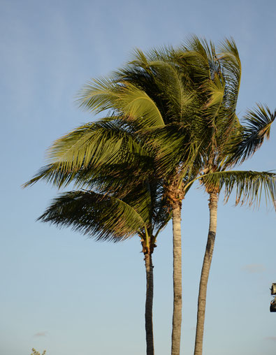 Miami Palm Trees to inspire a trip by PASiNGA