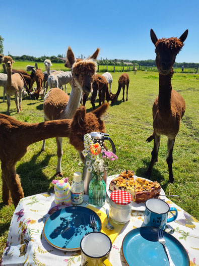Kaffee und Kuchen bei den Seelenheil-Alpakas