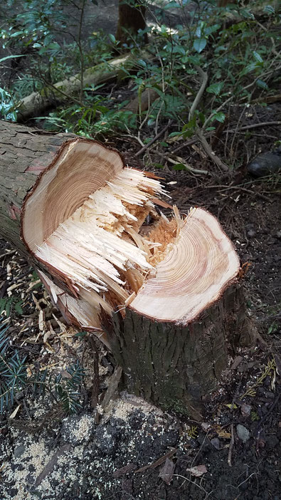 Ome Forestry　青梅成木の山　伐採　森林の命　間伐材に第二の命を吹き込む