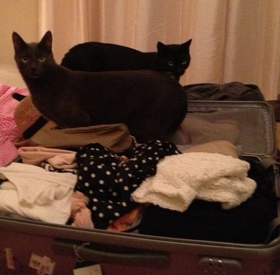 Ich packe meinen Koffer und nehme mit ... zwei Katzen